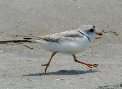 Piping Plover