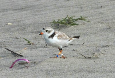 Piping Plover