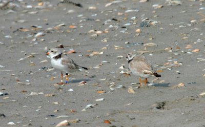 Piping Plover