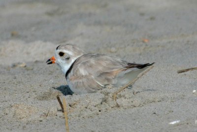 Piping Plover