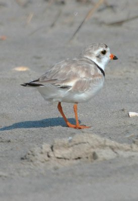 Piping Plover