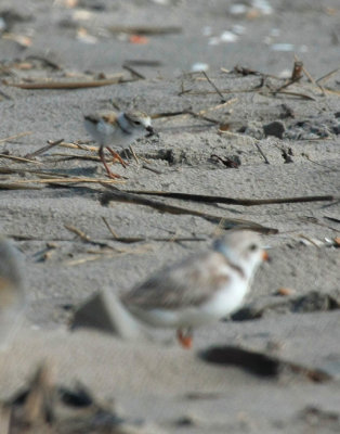 Piping Plover