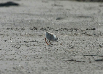 Piping Plover