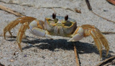 Crustaceons & Horseshoe Crab
