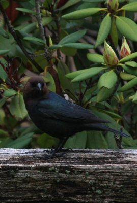 Brown-headed Cowbird