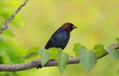 Brown-headed Cowbird