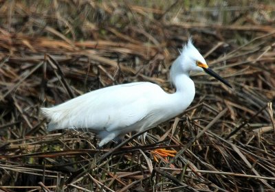 Snowy Egret