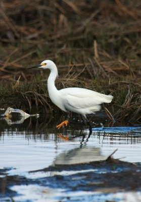 Snowy Egret