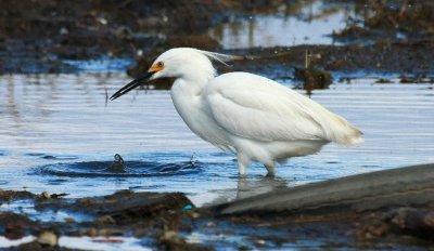 Snowy Egret
