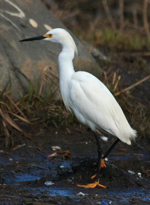 Snowy Egret
