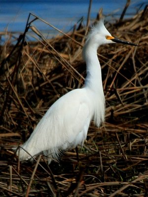 Snowy Egret