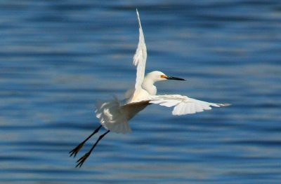 Snowy Egret