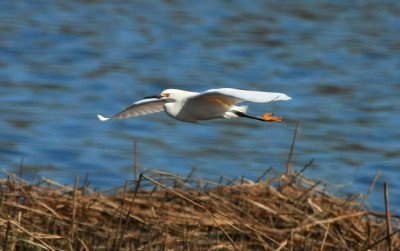 Snowy Egret