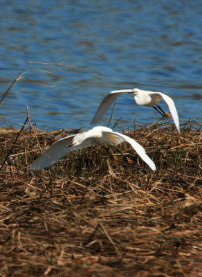 Snowy Egret