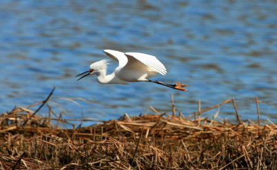 Snowy Egret