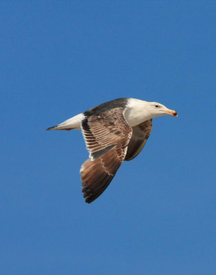 Great Black-backed Gull