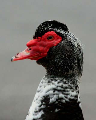 Muscovy Duck