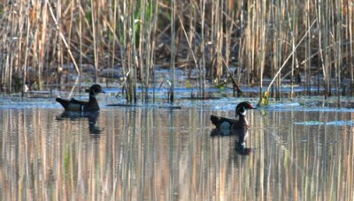 Wood Duck