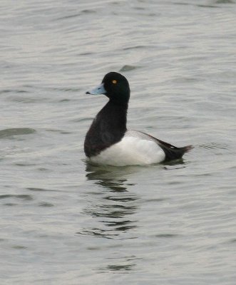 Greater Scaup