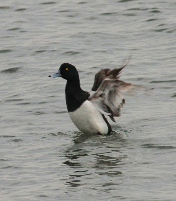 Greater Scaup
