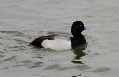 Greater Scaup