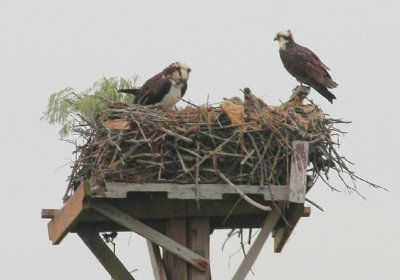 Osprey