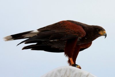 Harris's Hawk (captive)