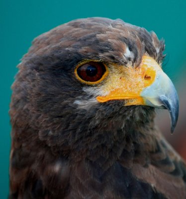 Harris's Hawk (captive)