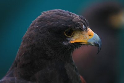 Harris's Hawk (captive)