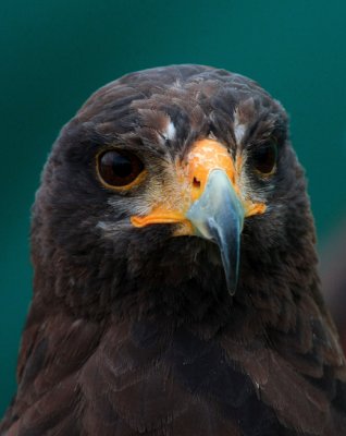 Harris's Hawk (captive)