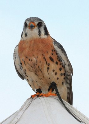 American Kestrel (captive)