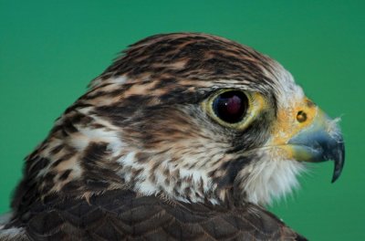 Birds of Prey, Captive, Various