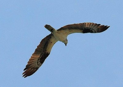 Osprey