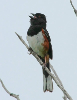 Eastern Towhee