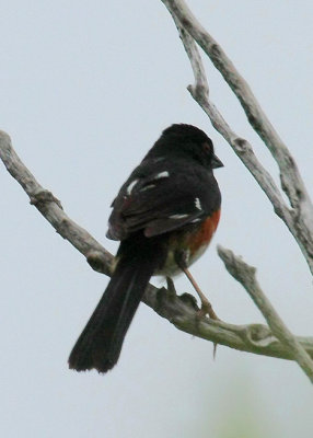 Eastern Towhee