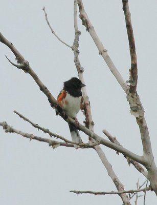 Eastern Towhee