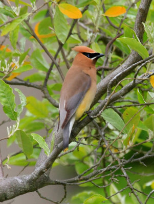 Cedar Waxwing