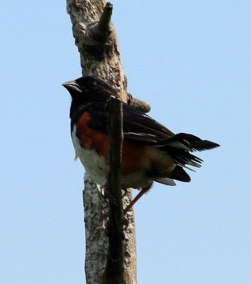 Eastern Towhee