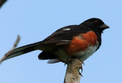 Eastern Towhee