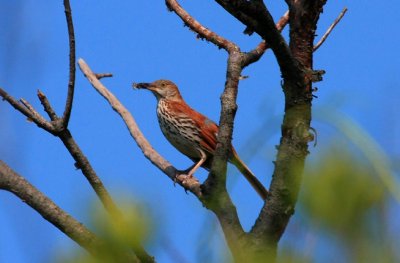 Brown Thrasher