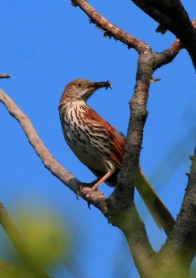 Brown Thrasher