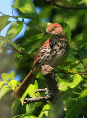 Brown Thrasher
