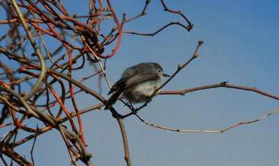 Blue-gray Gnatcatcher