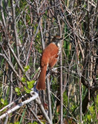 Brown Thrasher