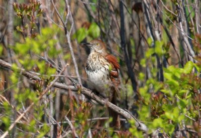 Brown Thrasher