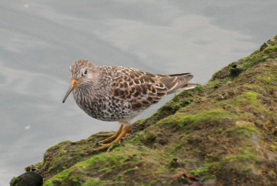 Purple Sandpiper