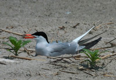 Common Tern