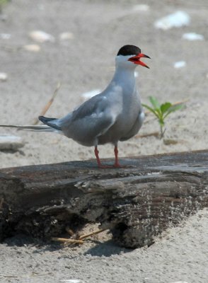 Common Tern