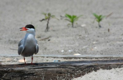 Common Tern