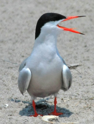 Common Tern